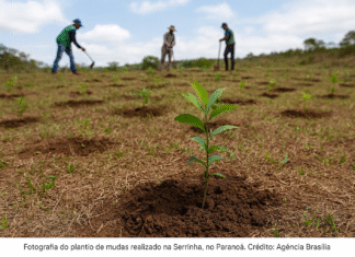 Fotografia do plantio de mudas realizado na Serrinha, no Paranoá.