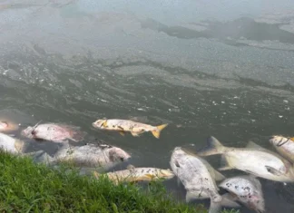 Vídeo: Pulverização aérea mata toneladas de peixes em Padre Bernardo