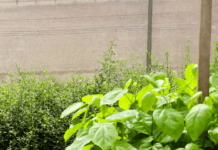 Brasília cidade-parque: arborização urbana fortalece qualidade de vida