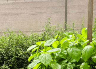 Brasília cidade-parque: arborização urbana fortalece qualidade de vida