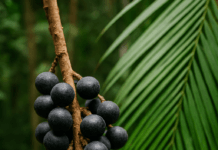 Açaí é oficialmente reconhecido como fruta brasileira