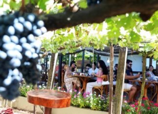 Rota das Uvas em Brasília: Enoturismo no Planalto Central