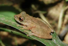 Nova espécie de perereca é descoberta no Cerrado mineiro