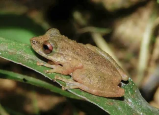 Nova espécie de perereca é descoberta no Cerrado mineiro