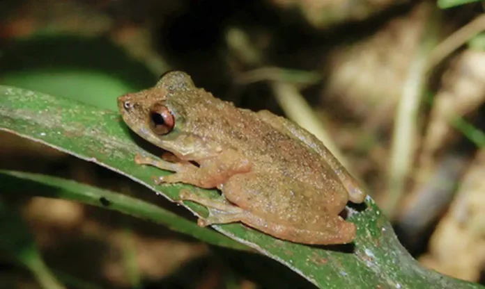 nova_especie_de_perereca_e_descoberta_no_cerrado_mineiro