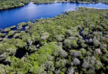 Floresta que retrata combate ao desmatamento na Amazônia