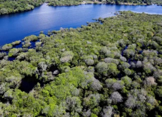 Combate ao desmatamento na Amazônia recebe reforço com lançamento de novo edital federal Floresta que retrata combate ao desmatamento na Amazônia
