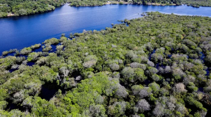 Floresta que retrata combate ao desmatamento na Amazônia
