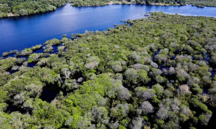 Floresta que retrata combate ao desmatamento na Amazônia