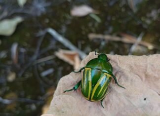 Besouro Brasileirinho na ESEC-AE: Um símbolo da biodiversidade do Cerrado