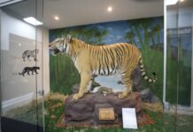 Museu de Ciências Naturais do Zoológico de Brasília reabre com novo acervo e acessibilidade Museu de Ciências Naturais do Zoológico de Brasília reabre com novo acervo e acessibilidade