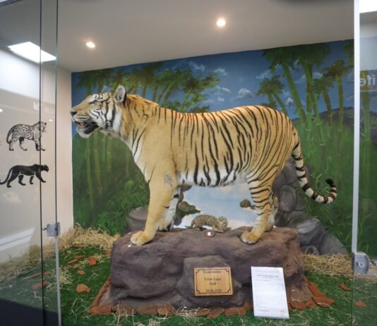 Museu de Ciências Naturais do Zoológico de Brasília reabre com novo acervo e acessibilidade