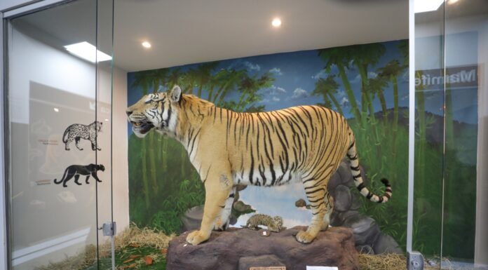 Museu de Ciências Naturais do Zoológico de Brasília reabre com novo acervo e acessibilidade