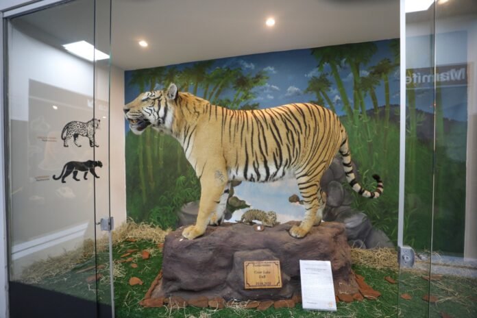 Museu de Ciências Naturais do Zoológico de Brasília reabre com novo acervo e acessibilidade