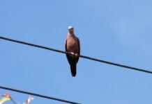 Proteção da Fauna Contra Acidentes Elétricos: DF Abre Consulta Pública Proteção da Fauna Contra Acidentes Elétricos: DF Abre Consulta Pública