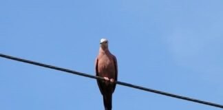 Proteção da Fauna Contra Acidentes Elétricos: DF Abre Consulta Pública