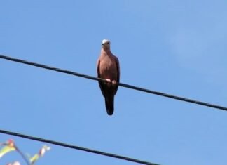 Proteção da Fauna Contra Acidentes Elétricos: DF Abre Consulta Pública Proteção da Fauna Contra Acidentes Elétricos: DF Abre Consulta Pública