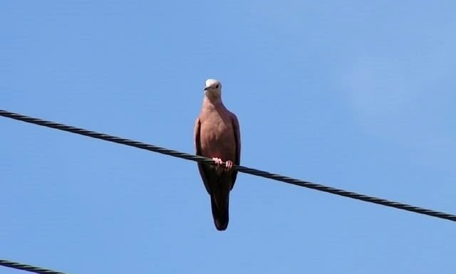 Proteção da Fauna Contra Acidentes Elétricos: DF Abre Consulta Pública
