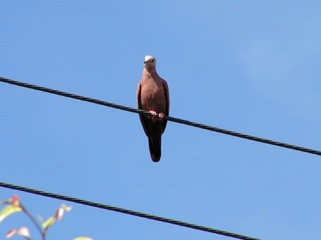 protecao-fauna-acidentes-eletricos-df Proteção da Fauna Contra Acidentes Elétricos: DF Abre Consulta Pública
