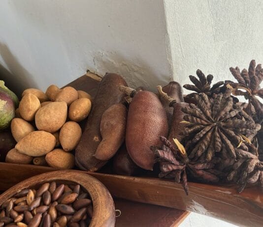 Cerrado em pé vale mais: estudo aponta caminhos para gerar renda com a conservação do bioma