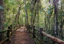 Floresta Nacional de Brasília celebra 27 anos com programação gratuita para toda a família