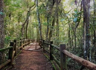Floresta Nacional de Brasília celebra 27 anos com programação gratuita para toda a família