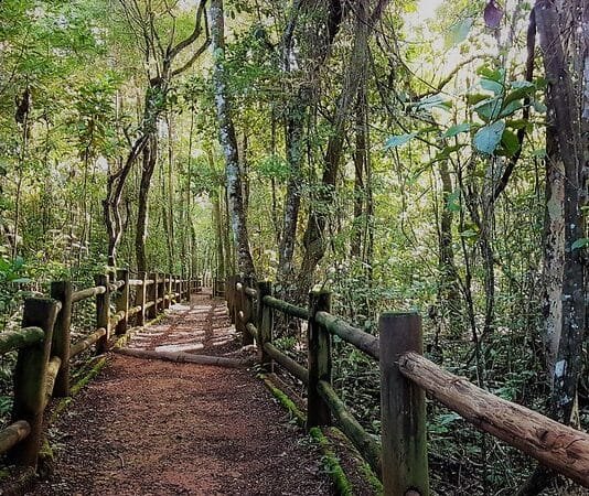 Floresta Nacional de Brasília celebra 27 anos com programação gratuita para toda a família