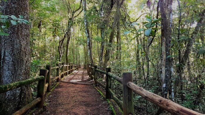 Projeto_reduz_area_da_Floresta_Nacional_de_Brasilia