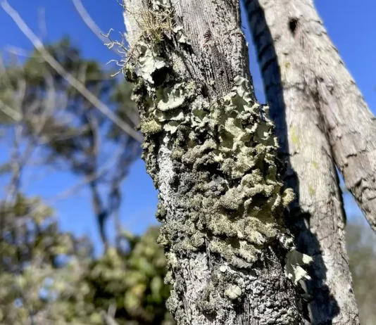 Reserva Ecológica do IBGE no DF passa a ter gestão apoiada pelo ICMBio