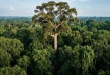 Com 88,5 metros de altura e tronco de quase 10 metros de circunferência, a maior árvore conhecida da Amazônia equivale a um prédio de quase 30 andares