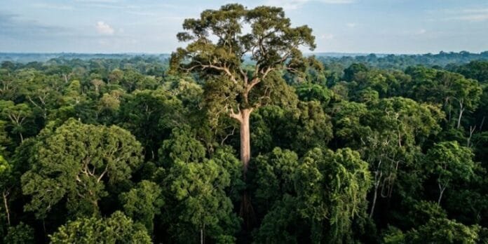 Maior árvore conhecida da Amazônia chega a 88,5 metros