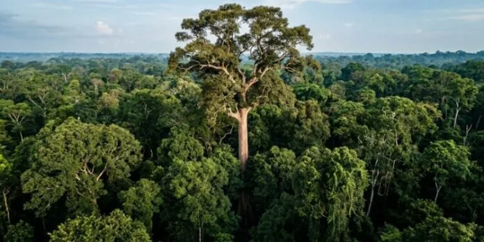 Maior árvore conhecida da Amazônia chega a 88,5 metros